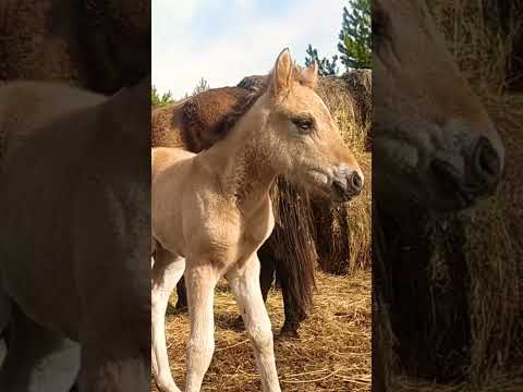 , title : 'Вятская малышка-Валя (Ловелас-Венгрия) #вятка #лошади #horse #camel #жеребёнок  #милота'