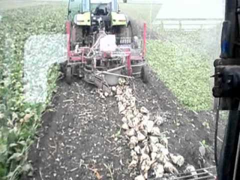 Vergauwe K&P: Bieten rooien met Claas - Gilles en Beetmaster arrachage de betteraves sugar beet