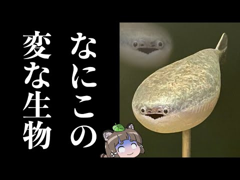 魚の化石が顎のある口の起源を明らかにする