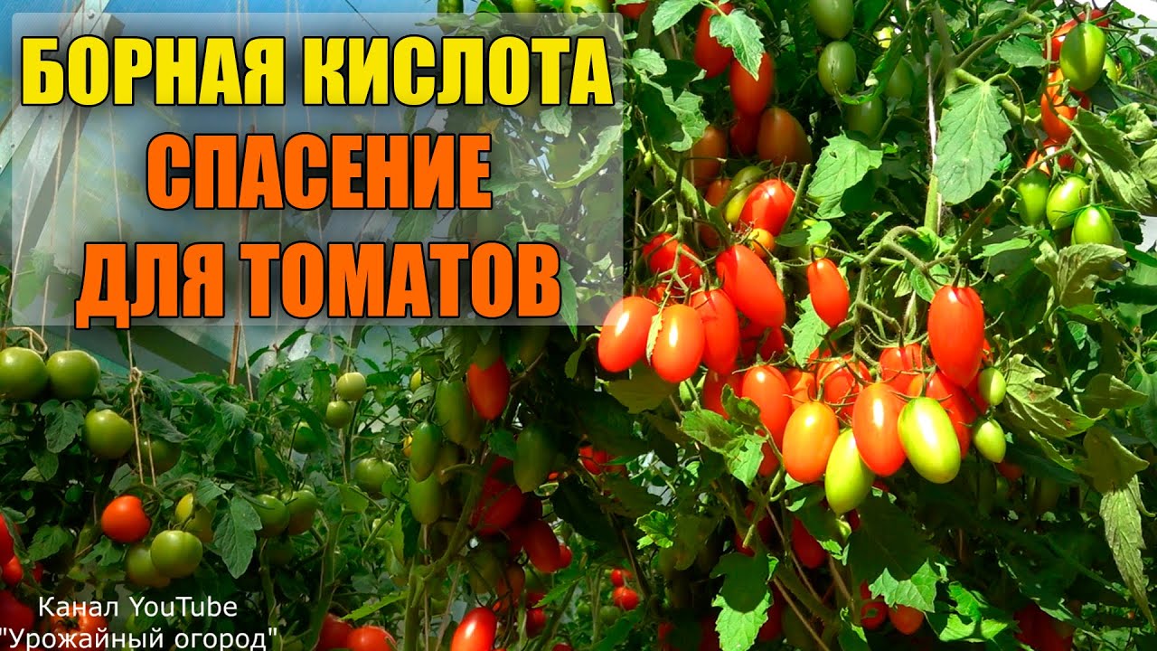 Борная кислота спасет ваши томаты в августе!