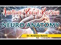 Comprehensive Overview of Neuroanatomy: High Yield Concepts for Exams