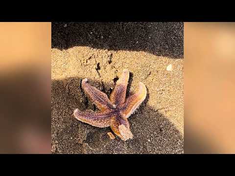 Botany Bay Kent Beach