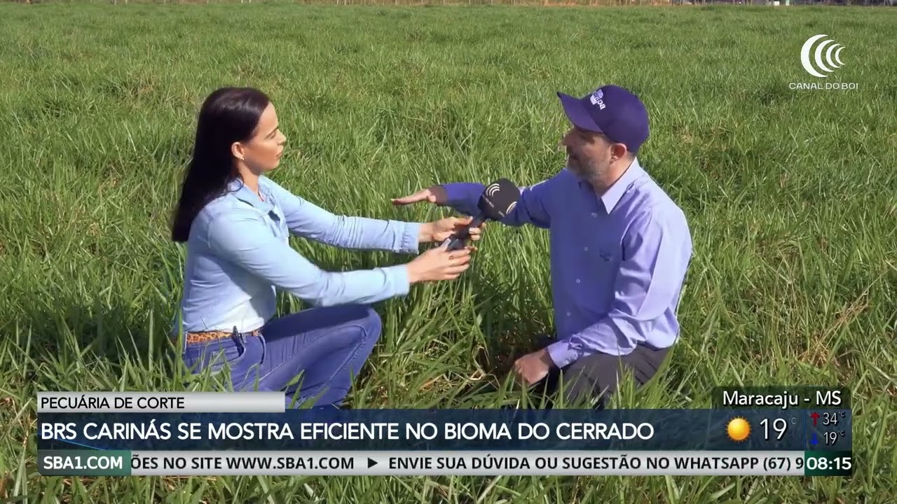 BRS Carinás entra no mercado após 15 anos de avaliação