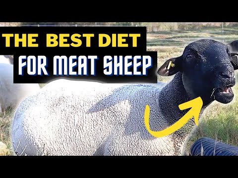 You're Feeding Your Sheep The Wrong Food