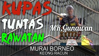 Download lagu KUPAS TUNTAS RAWATAN MURAI JUARA SUPER STABIL(KEONG RACUN) BERSAMA PEMILIK NYA (MR.GUNAWAN). mp3