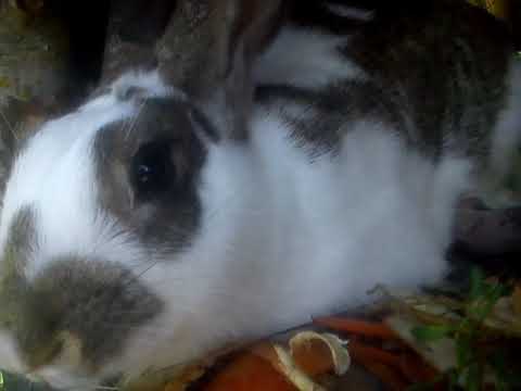 Kis nyúl szoptatás