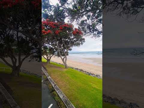 Red Beach Auckland | New Zealand |