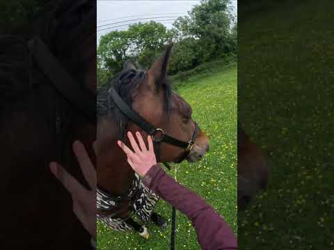 GoPro video! I’m going to try and do some longform videos comments some ideas! #horse #equestrian ￼￼