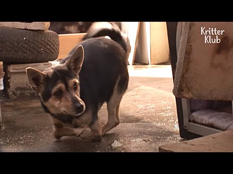 Perro con patas delanteras discapacitadas se esfuerza por sobrevivir | Kritter Klub