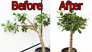 How To Prune And Straighten A Jade Plant (Crassula ovata)