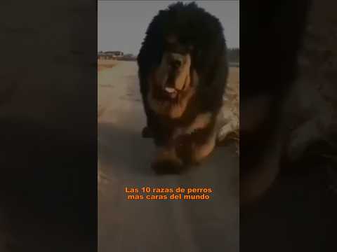 🐶💲 The 10 most expensive dog breeds in the world #dogs