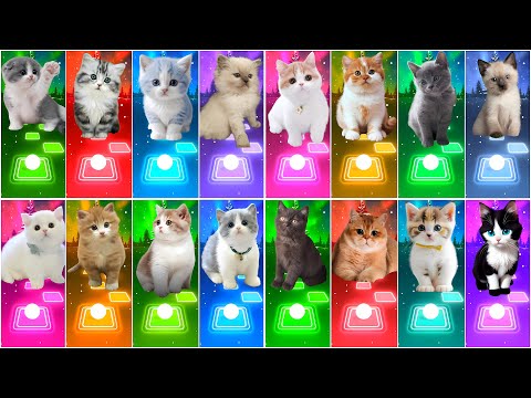 ALL CUTE CATS PT.6 - IMAGINE DRAGONS - WAKA WAKA - BLACKPINK - DANCE MONKEY- BTS - TILES HOP