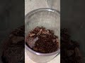 Baby tarantula taking down fruit fly 🕷