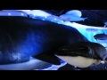 Гиганты моря.Кашалот видео | Sperm Whale video | 정자고래 