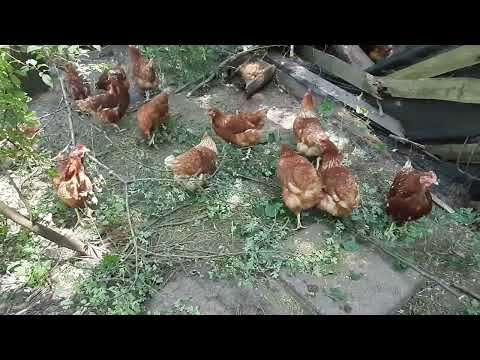 INSTYNKT PRZETRWANIA   ,