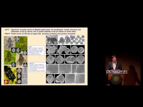 The Eocene Messel Deposit: Bee Pollination Strategies, Zombie Ants and Food Webs