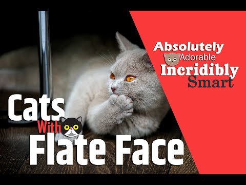 Cats With Flat Faces – 10 Cat Breeds & Facts