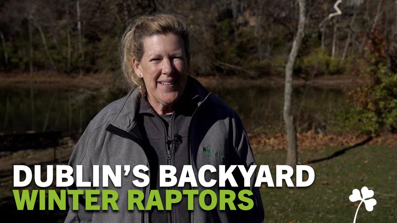 Dublin's Backyard with Barbara Ray: Dublin's Winter Raptors