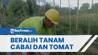 Download lagu Harga Komoditi Kopra Maluku Utara Anjlok, Petani Kelapa di Halmahera Beralih ke Tomat dan Cabai mp3