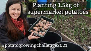 Planting Supermarket Potatoes In Buckets