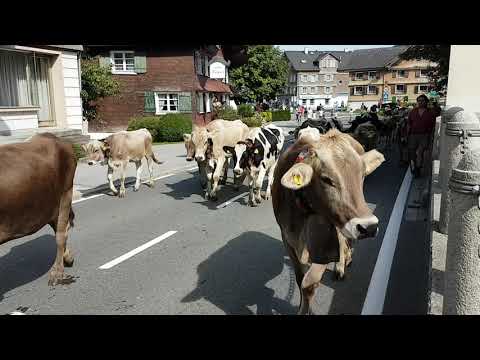 Alpabtrieb Albeschwende 14.09.2019 - Alpe Halden
