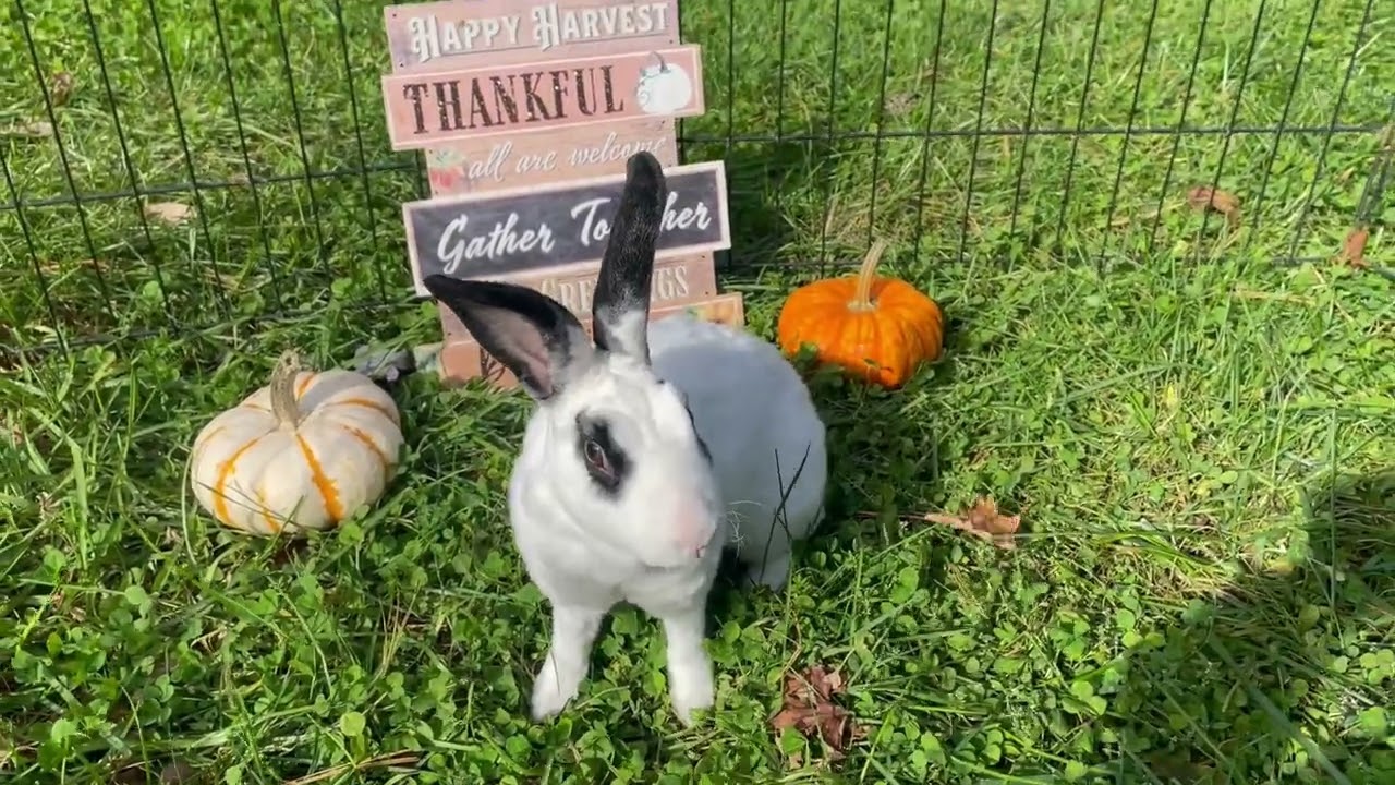Enlarge Pancake-In foster, a Adoptable Rex in Springfield, MA video 6/6