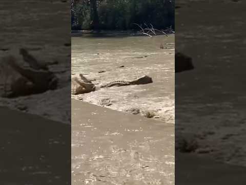 Scary Places Australia: this is Cahill Crossing In Northern Territory deadly crocs|  full video 👇