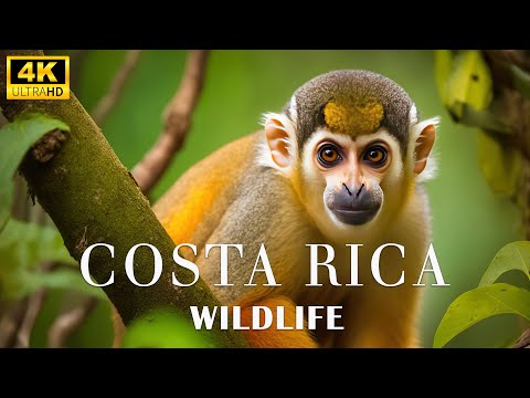 Costa Rica Wildlife 4K - Beautiful Nature Of A Central American Country - Scenic Relaxation Film