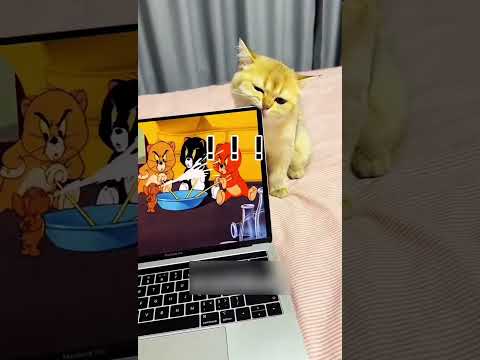 குடும்பத்தின் சின்ன பூனை 🥹🥺 #cat #petshub #pets #cute