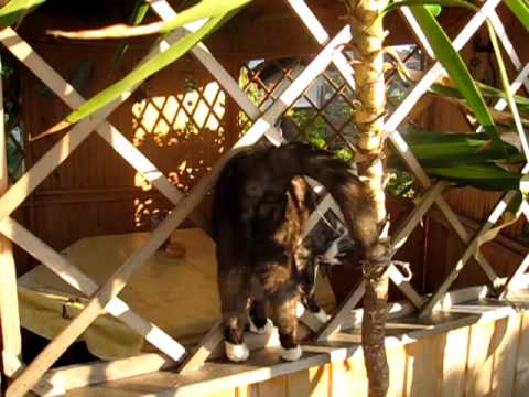 Socke the Pavillon smooch