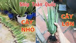 Cây Nha Đam Giống Mỹ, Thái 9-2024, Anh Chị Gần Xa Ủng Hộ, N3M,Trichoderma, Ship Tận Nơi O338.113.493