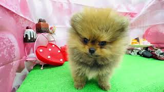 ポメラニアンの動画01