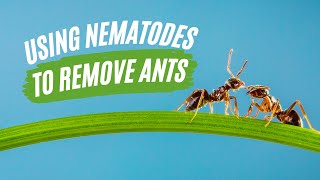 How To Remove Ants From Your Lawn Using Nematodes | TruGreen UK