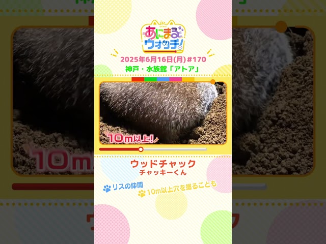 動画イメージ