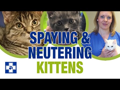 When should you neuter your kitten? Spaying & Neutering Explained