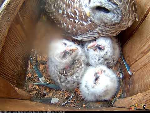 Owlets Growing Everyday On Barred Owl Cam – April 23, 2018