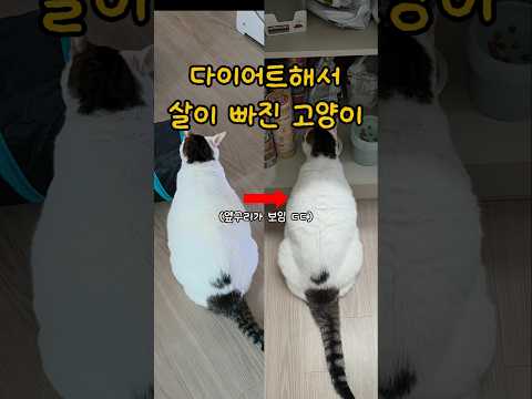 다이어트 잘안돼 힘들었던 고양이.. 드디어 감량에 성공!