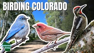 What’s Hiding in Colorado’s High Country? Birding the Rockies
