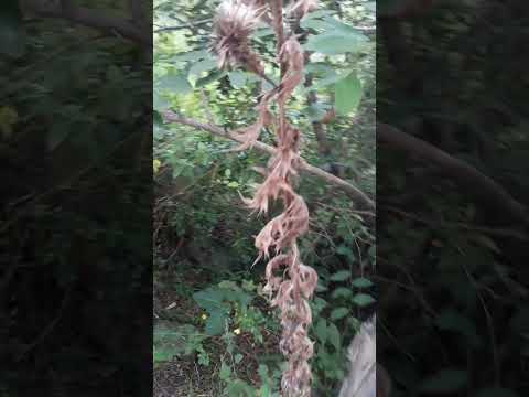 Tapera en Ruinas del Cuñapirú, Rivera, Uruguay.