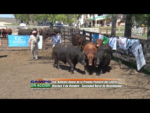 Angus - 5ta Prueba Pastoril del Litoral - Julian Pessolani