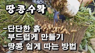 땅콩 쉽게 따는 방법/단단한 땅 부드럽게 만들기/땅콩수확