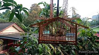 Download lagu Merbah lekir ku 2 mp3 Download lagu Merbah lekir ku 2 mp3