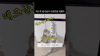 집사놈은 게으르다 #냥춘기