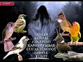 1x NAFAS 7LAGU ️Cililin Kenari Lovebird Kapas Tembak Cucak Jenggot Gereja Kunti