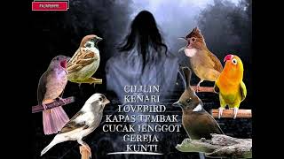 Download lagu 1x NAFAS 7LAGU ‼️Cililin, Kenari, Lovebird, Kapas Tembak, Cucak Jenggot, Gereja, Kunti mp3