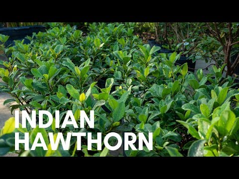 Indian Hawthorn