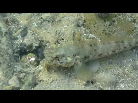 Gobius paganellus