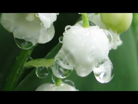 Rita Coolidge: I Can`t Afford That Feeling Anymore