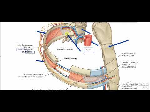 Breast blood supply 3