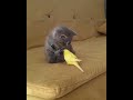 Little Grey Kitten Attack On A Yellow Bird Cute Video Grey Kitten Vs Yellow Bird Cute Fight
